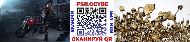 Псилоцибиновые грибы Psilocybe  Купить закладки  Магадан 